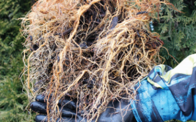 RediRoot Containers Produce Superior Trees