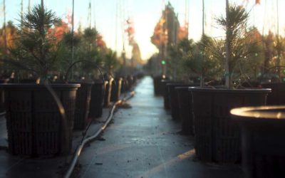 Air-Pruning Explained