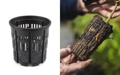 Superior Root Development with New Containers