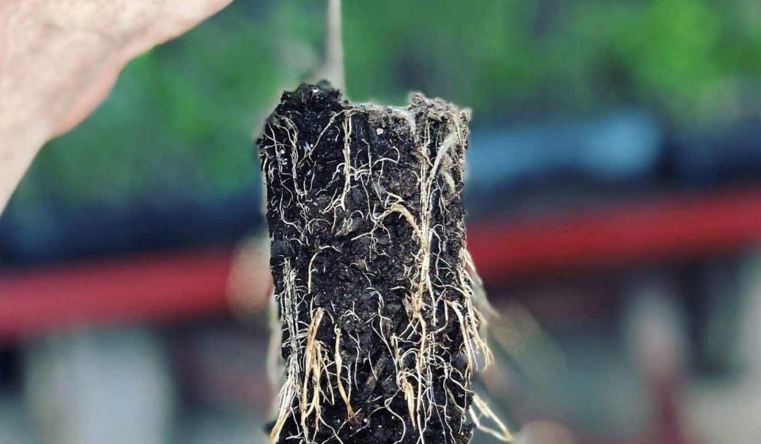Plant Propagation Aeration, Your Missing Link to Super Charged Crop Transplants.