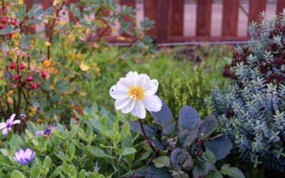 How to Enjoy Your Fall Garden and Get a Head Start on Spring.