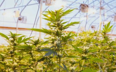 Spotlight on Lifestyle Farms