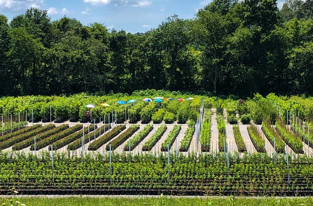 Spotlight on Bouldin Nursery & Greenhouse