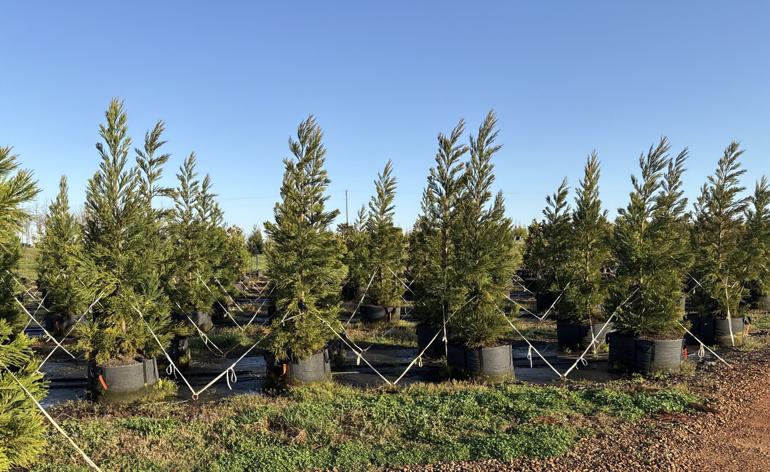 Rediroot air pruning in action