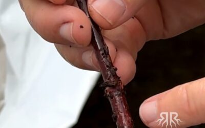 Rooting Japanese Maple Cuttings: Bloodgood Success with RediRoot Trays