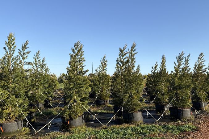 fabric bag grown green giant evergreens
