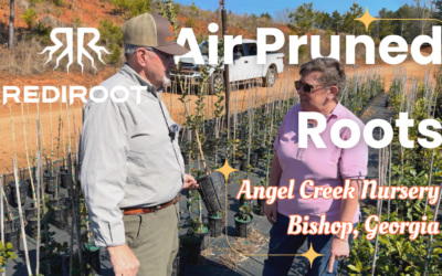 Angel Creek Nursery Tour: Thriving Deodar Cedars in RediRoot Pots